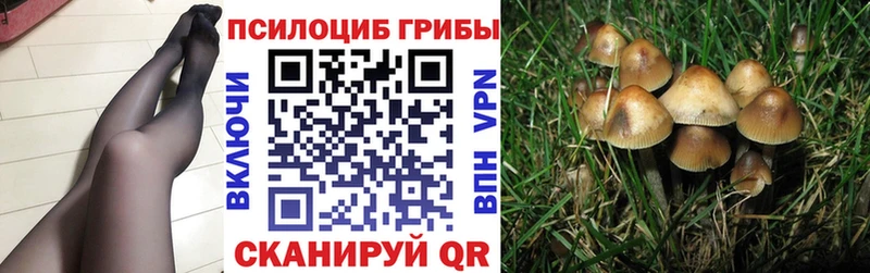 где продают   darknet официальный сайт  Галлюциногенные грибы мицелий  Могоча 